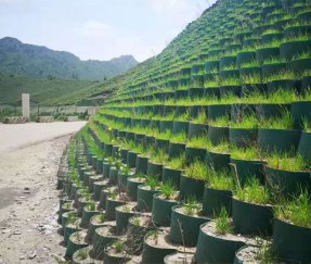Mine re-vegetation